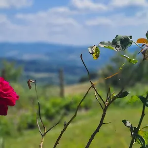 https://appartamento-il-nido-volterra.it-tuscanyhotel.com